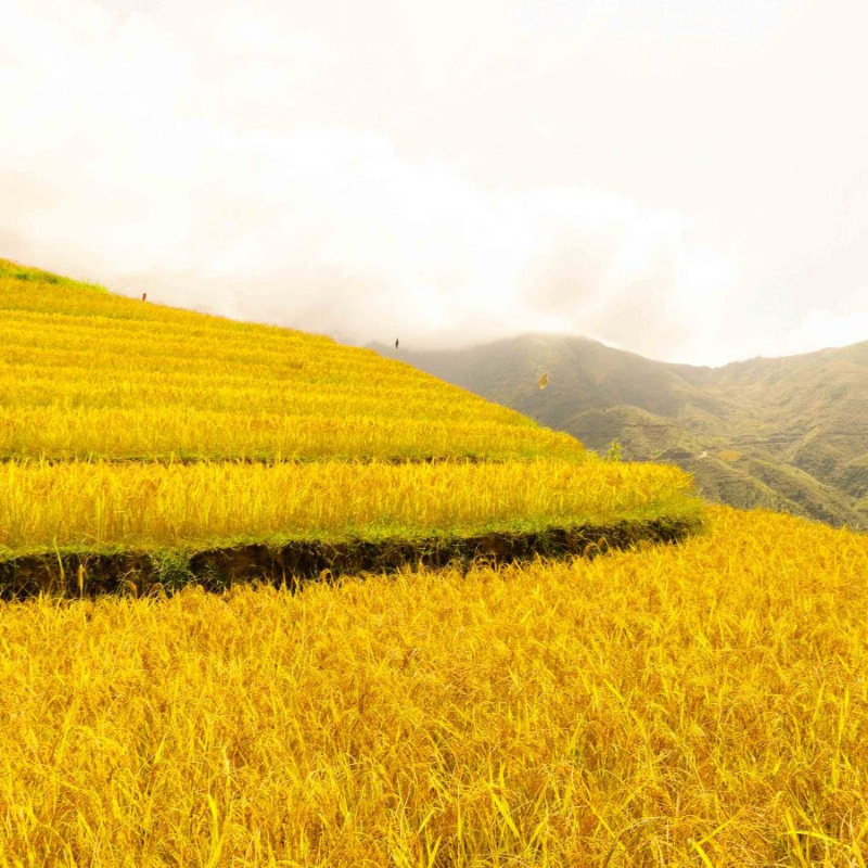 Săn mây tại Sím Vàng