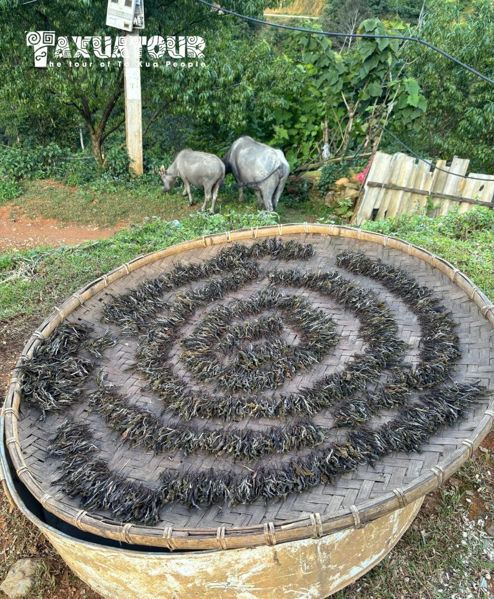 Đặc Sản Tà Xùa Chè Tà Xùa