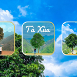 Cây cô đơn Tà Xùa