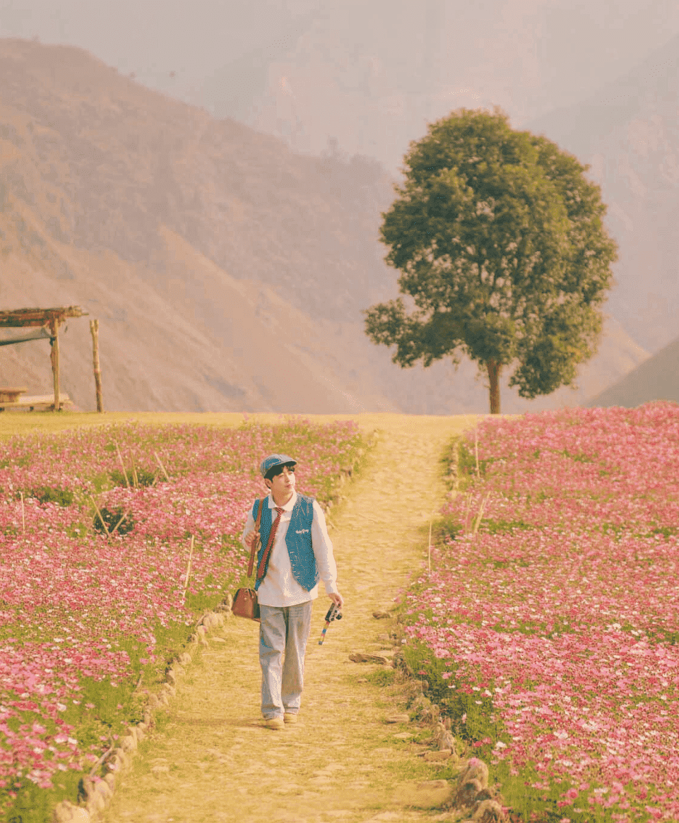 Cây cô đơn Tà Xùa